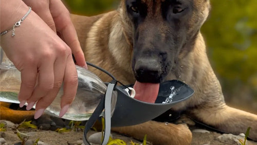 Gourde pour Chien portable 580ml - Bol Intégré & Sans BPA