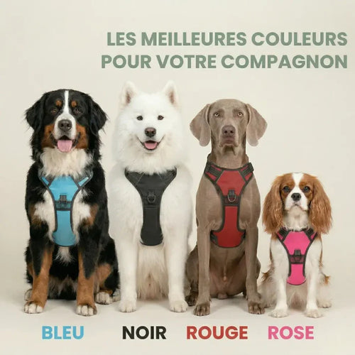Harnais en Y pour chien haut de gamme Forest