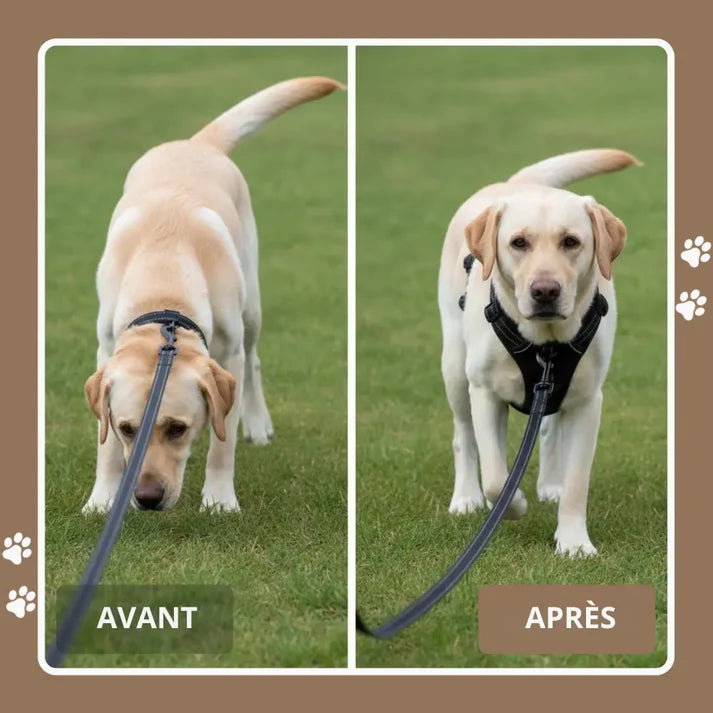 Harnais en Y pour chien haut de gamme Forest